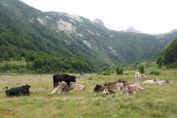 Immagini e angoli di Malesco - Vacche al pascolo